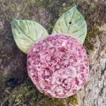 Hortensia Rosa